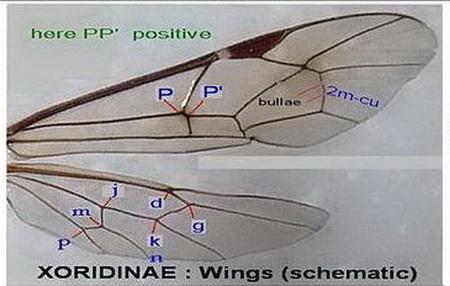 Réf. 329 955 : Xoridinae inconnu
